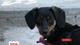 В Запорожье ищут хозяина маленькой собачке, которую чудом спасли волонтеры