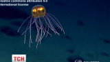 Вчених приголомшили барвисті медузи з глибин океану