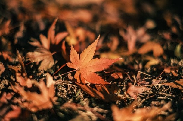 Народні прикмети 24 вересня / © pexels.com