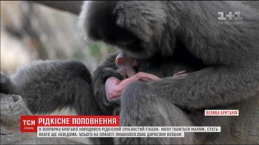 Работники британского зоопарка показали новорожденного серебристого гиббона