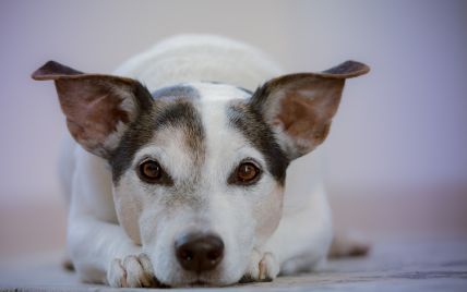 Щоб не гавкали: в Одесі собакам, які проживають біля дитсадка, прописали заспокійливе