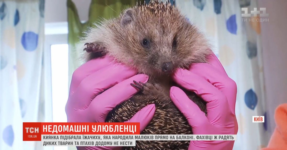 Не Домашние животные: у киевлянки на балконе ежиха родила малышей