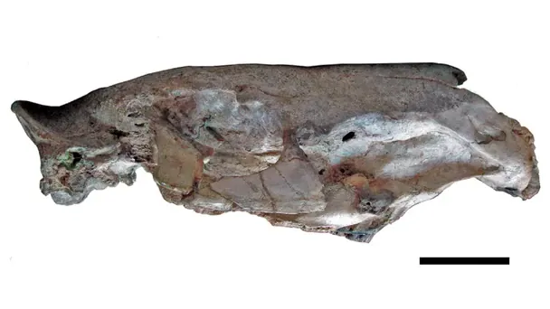 Рештки Josephoartigasia monesi. Фото: Андрес Ріндеркнехт/CC BY 4.0