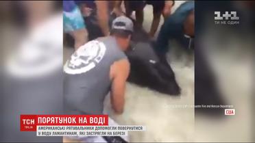 Спасатели Флориды помогли вернуться в воду ламантинам, которые застряли на берегу