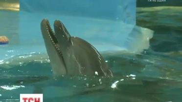 Пополнение в Харькове: у дельфинов-переселенцев из Донецка родился детеныш