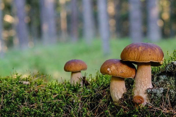 Чоловік пішов до лісу та назбирав повний кошик грибів: що він знайшов у червні (фото)