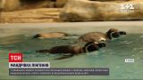 Новости мира: трое перуанских пингвинов поселились в харьковском зоопарке