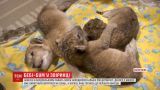 Несколько сотен детенышей появились на свет в Бердянском сафари-парке
