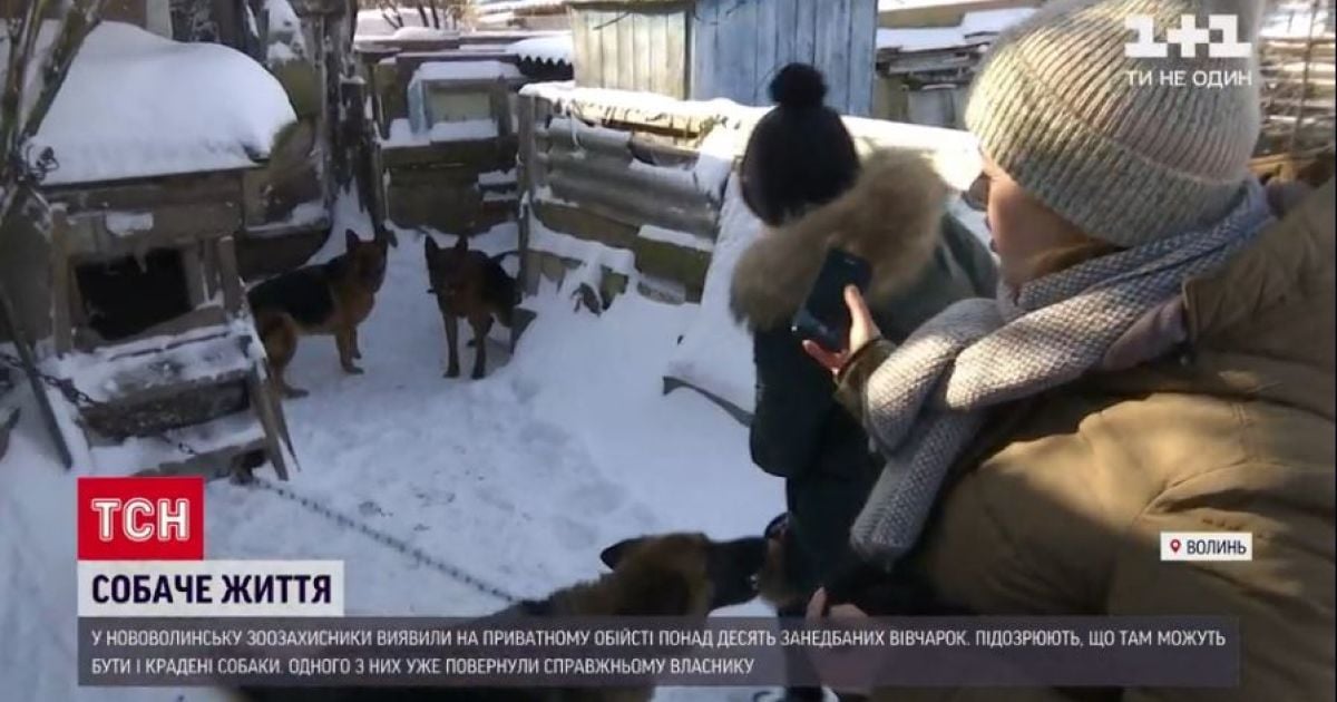 У Нововолинську зоозахисники виявили занедбаних 12 вівчарок, а господаря підозрюють у жахливих злочинах