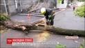 У Дніпропетровській області дерево впало на перехожу