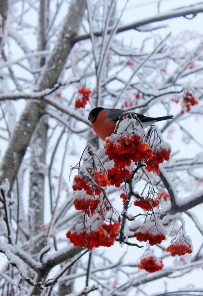 Куда исчезли снегуры