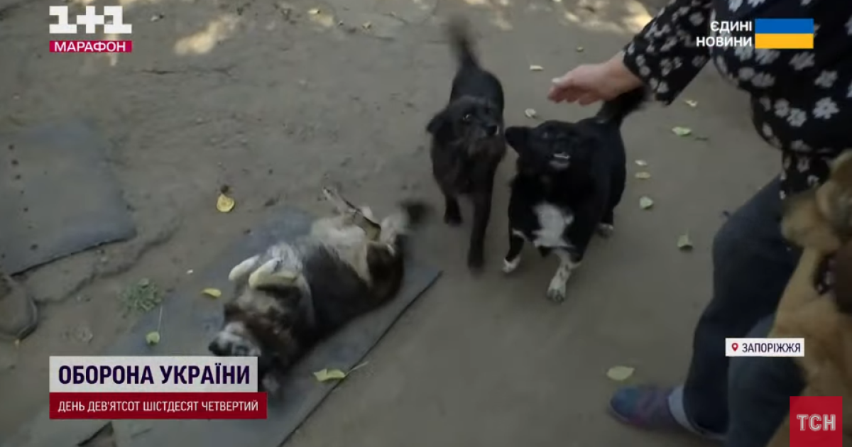 Скриншот із сюжету ТСН