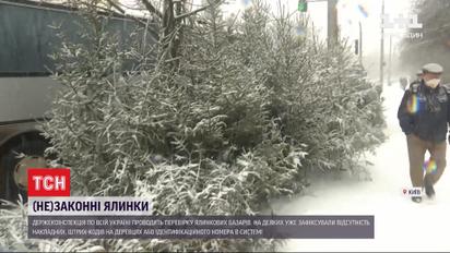 Ялинка в законі: чи легально продають новорічні дерева в Україні