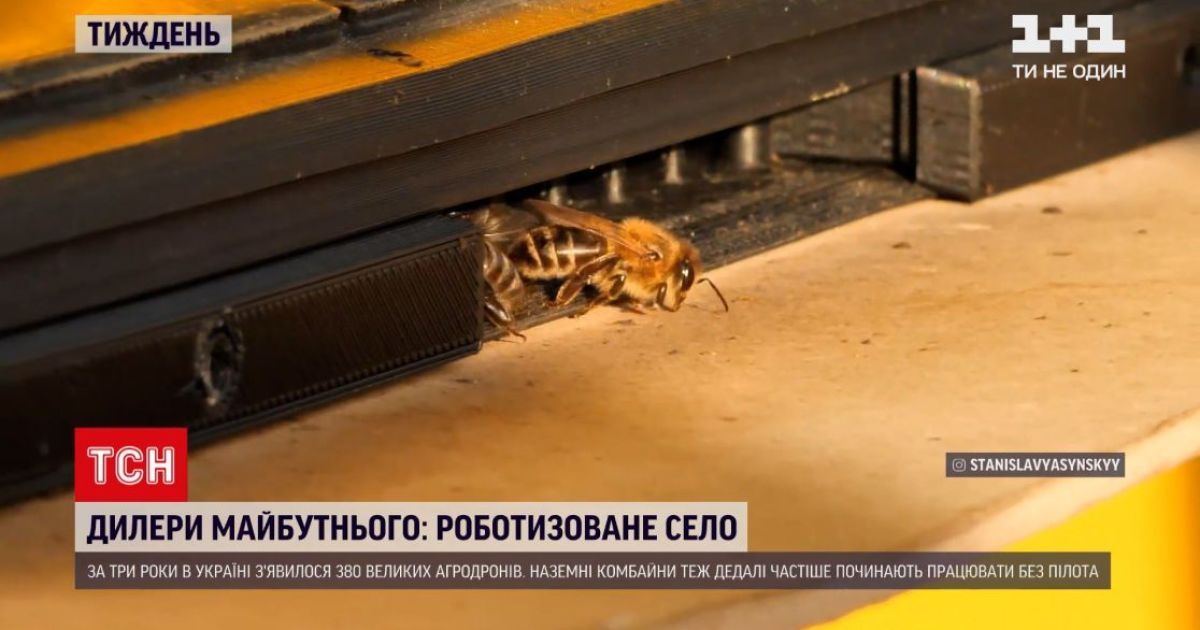 Пасіка майбутнього: як бджоли можуть стати локомотивом змін в Україні