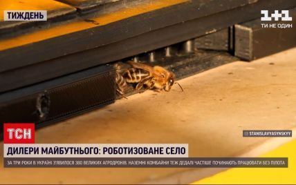 Пасіка майбутнього: як бджоли можуть стати локомотивом змін в Україні