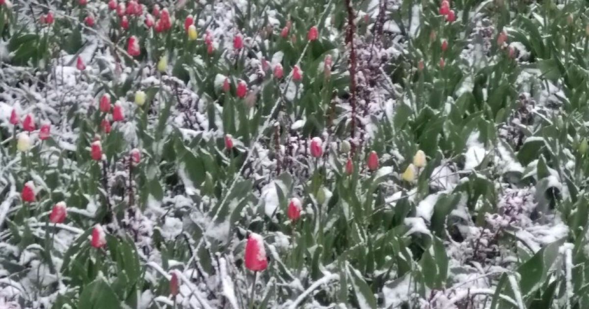 Сніг у Лозовій_5 / © vk/lozova_ua