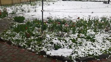 Сніг у Лозовій / © соцмережі