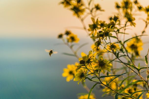 13 июля над лугом много пчел — ждите сухую и теплую погоду / © Unsplash
