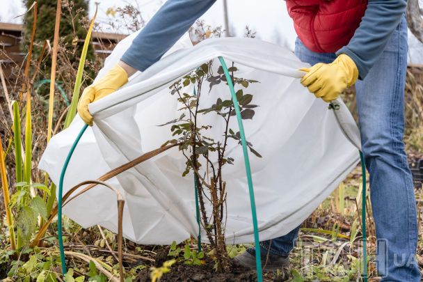 7 рослин, які потрібно підготувати до зими / © Credits