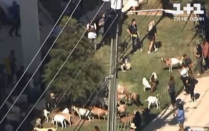 Разгуливали по трассе и паслись возле бизнес-центра: в США от владельца сбежали полсотни коз и несколько собак
