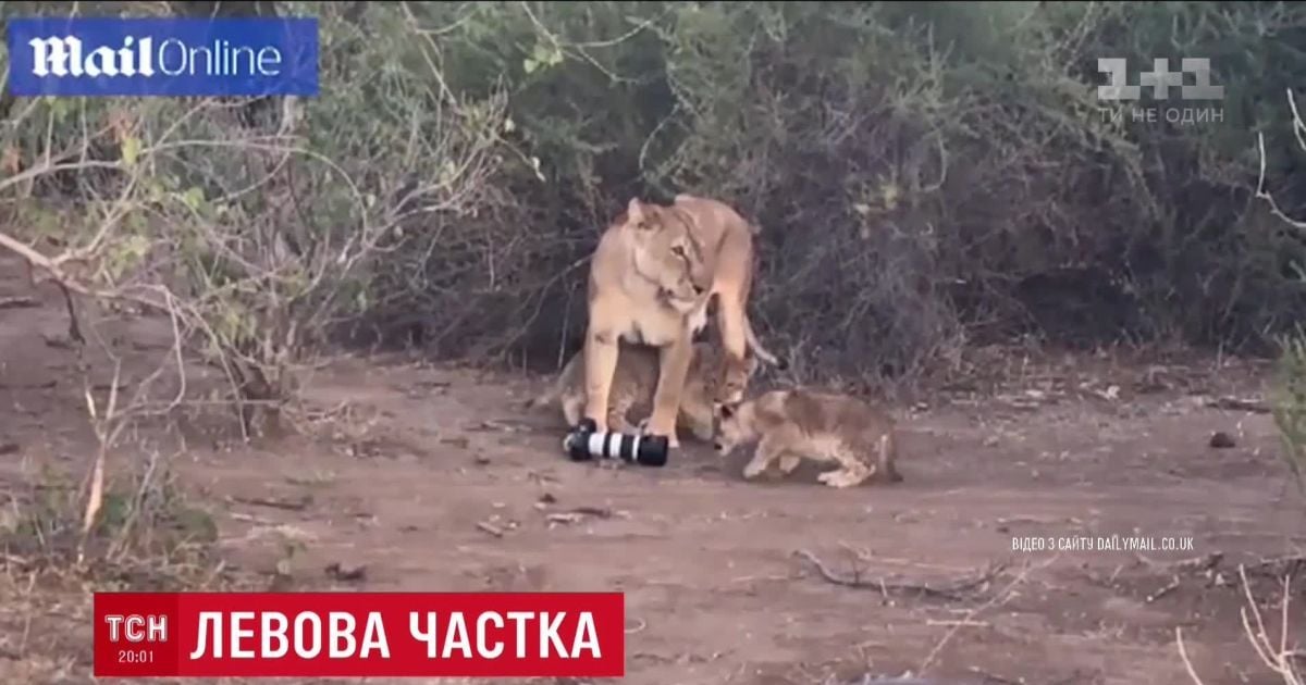 У Африці левиця поцупила дорогу камеру у неуважної туристки та віддала своїм дітям