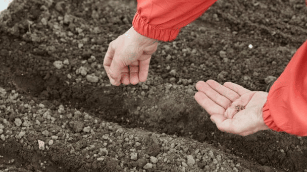 Посев моркови под зиму: секреты щедрого урожая от опытных огородников