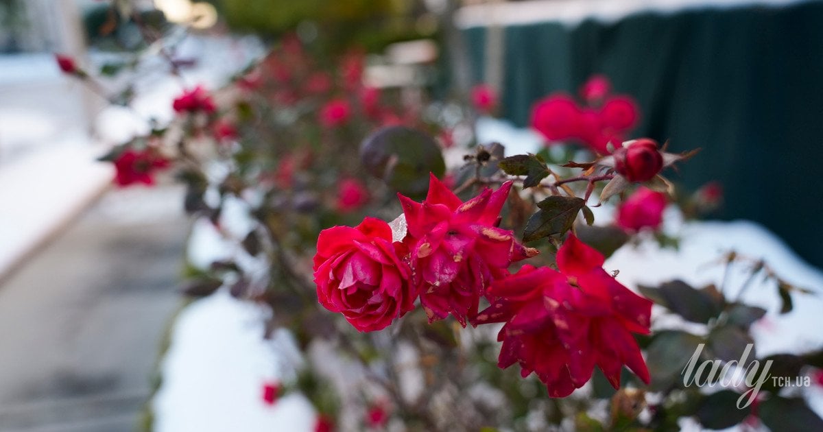 Як захистити троянди після перших заморозків