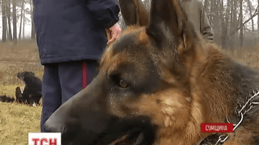 На Сумщине служебный пес спас жизнь больному на ДЦП юноше