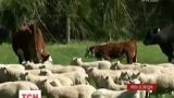 У Новій Зеландії врятували корів, що опинились у пастці після землетрусу