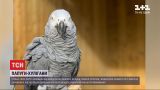 У британському зоопарку папуги покрили відвідувачів нецензурною лайкою і голосно реготали