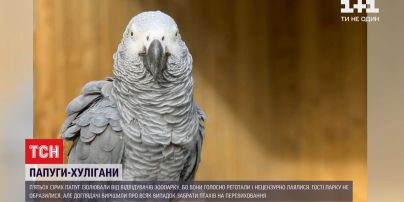 У британському зоопарку папуги покрили відвідувачів нецензурною лайкою і голосно реготали