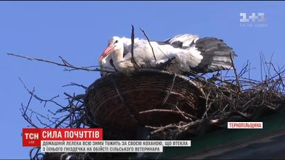 Сила нелюдських почуттів: лелека-романтик усю зиму тужить за коханою