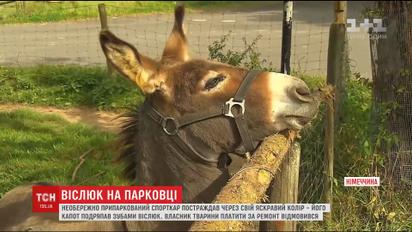 Наслідки необережного паркування: власник спорткара подав у суд через віслюка, який покусав авто