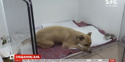 Отруєння собаки: як розпізнати та надати першу допомогу