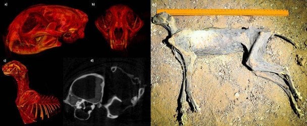 Реконструкція черепа та тканин мумії гепарда (зліва) й фото мумії на місці знахідки (справа). Boug et al., 2025