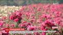 На Вінниччині одночасно зацвіло мільйон кущів різних сортів троянд