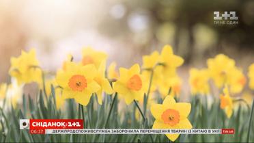 Весна может спасти человечество от коронавируса
