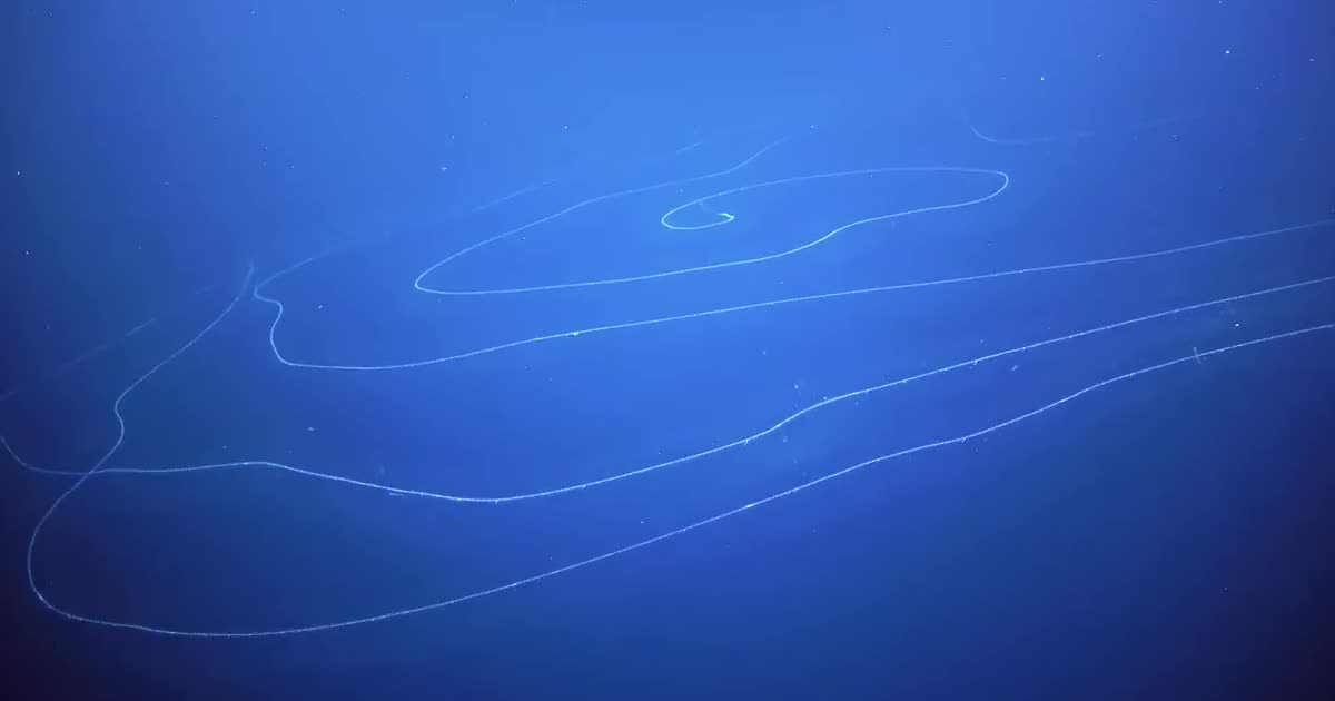 Біля берегів Австралії зафіксували на відео надзвичайну глибоководну тварину