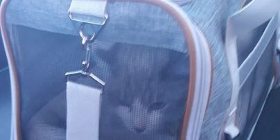 В аэропорту "Борисполь" кошка на контроле сбежала от хозяев - животное освобождали всю ночь