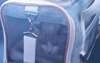 У аеропорту "Бориспіль" кішка на контролі втекла від господарів - тварину визволяли всю ніч