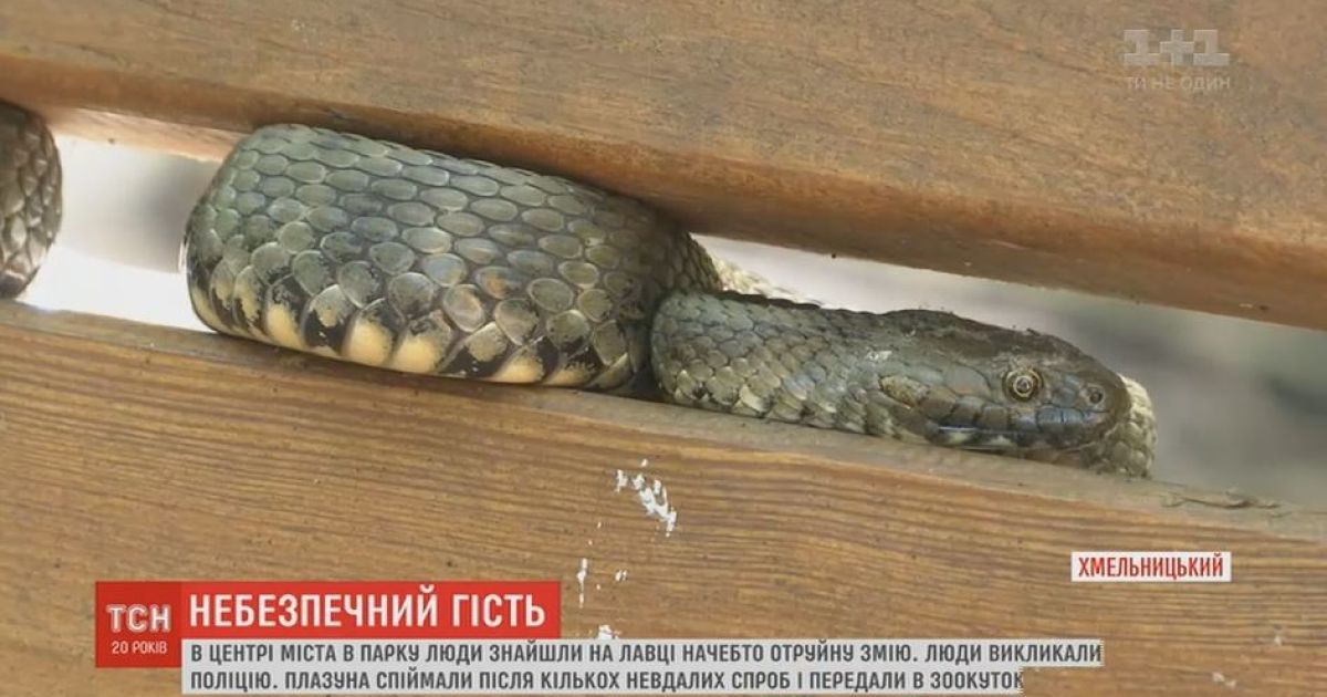Почти метровая змея напугала прохожих в парке Хмельницкого
