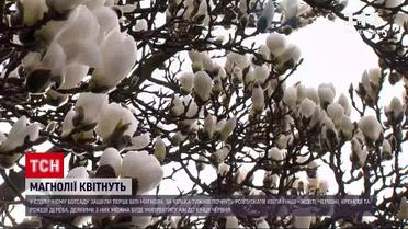 Новости Украины: в столичном ботсаду расцвели первые магнолии