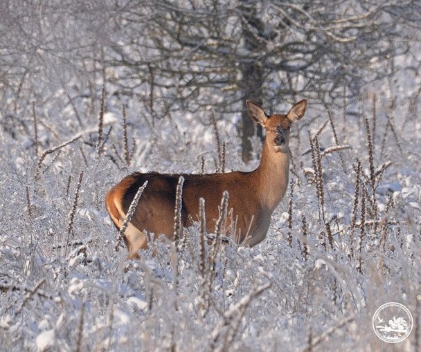 Олень у Чорнобильському заповіднику / © Сергій Домашевський