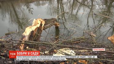Бобры уничтожили фруктовые сады жителей одной улицы села Лосиновка в Черниговской области
