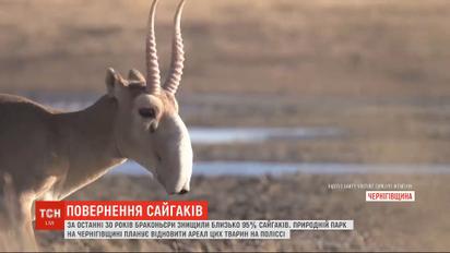 Возвращение сайгаков: природный парк Черниговской области попытается восстановить популяцию животных