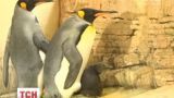 Пополнение в венском зоопарке: на публику решился выйти маленький пингвиненок