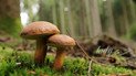 Грибные места под Киевом: куда поехать за опятами-лисичками
