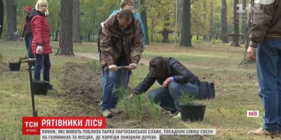 Киевляне самостоятельно высадили две тысячи саженцев сосны в Парке партизанской славы