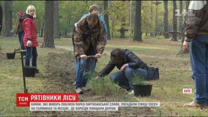 Киевляне самостоятельно высадили две тысячи саженцев сосны в Парке партизанской славы