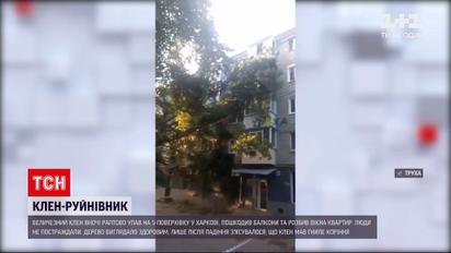 Новини України: у Харкові величезний клен впав на 5-поверхівку та ледь не порвав електродроти